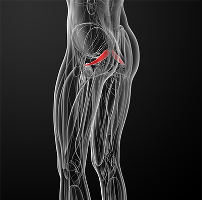 musculus piriformis-ról , körteképű izom